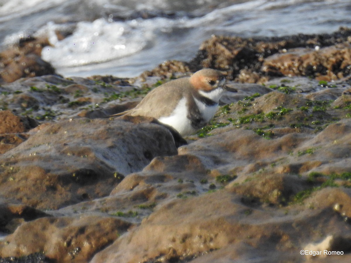 Two-banded Plover - Edgar Romeo