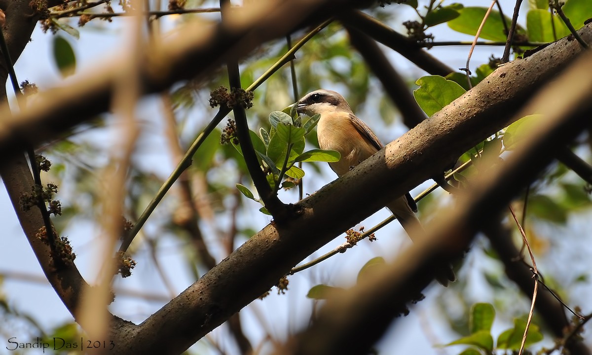 Brown Shrike - Sandip Das