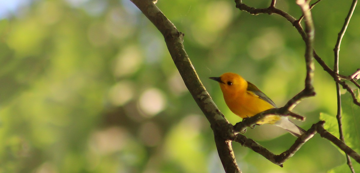 Prothonotary Warbler - Zealon Wight-Maier