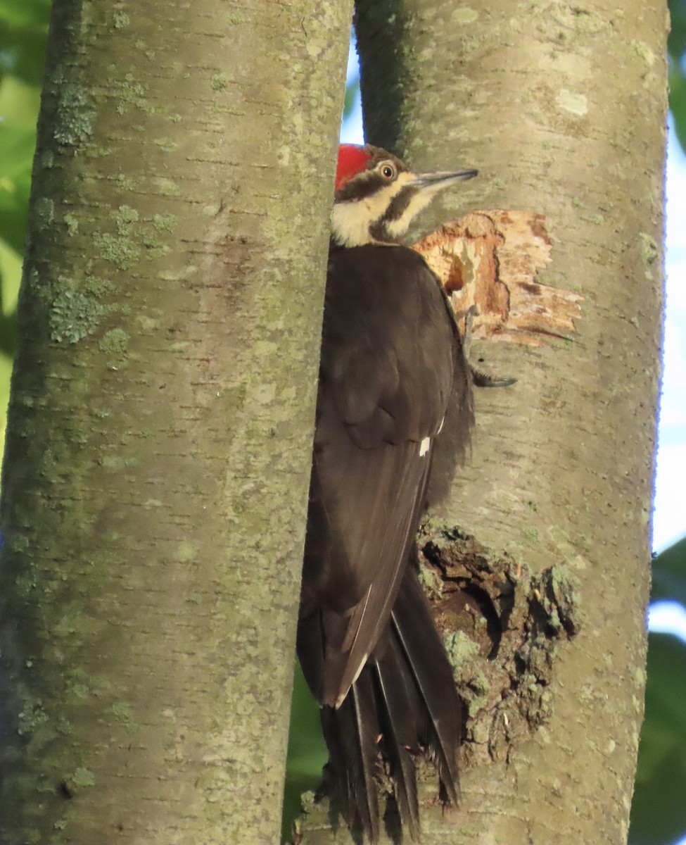 Pileated Woodpecker - ML348201021