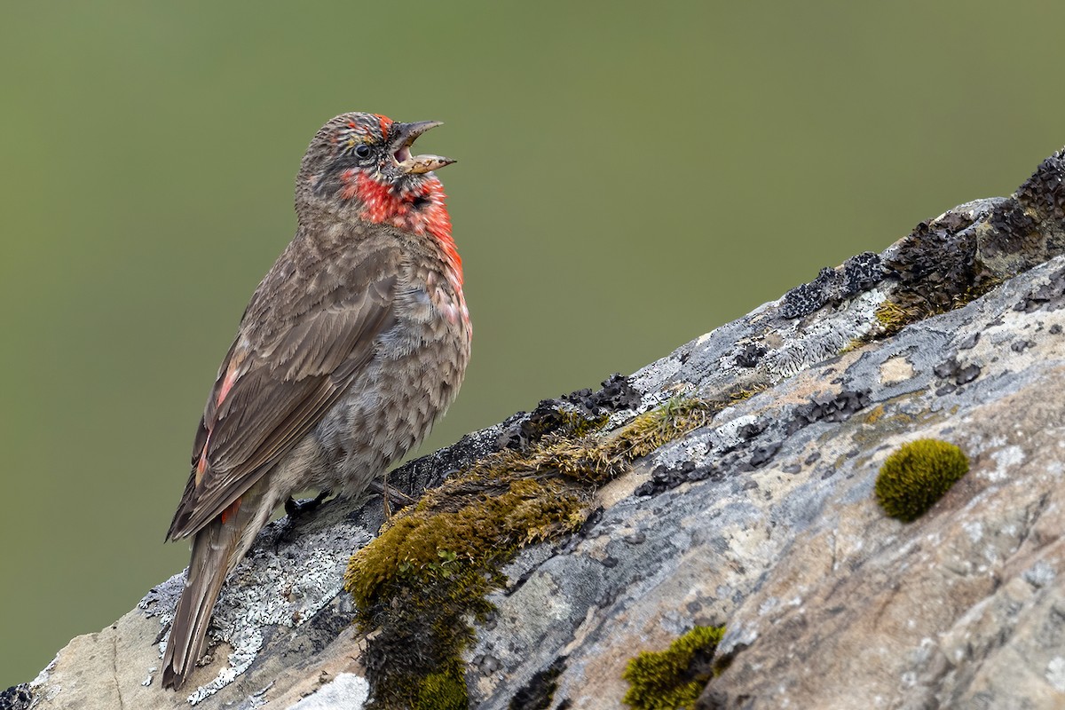 Red-fronted Rosefinch - ML348201141