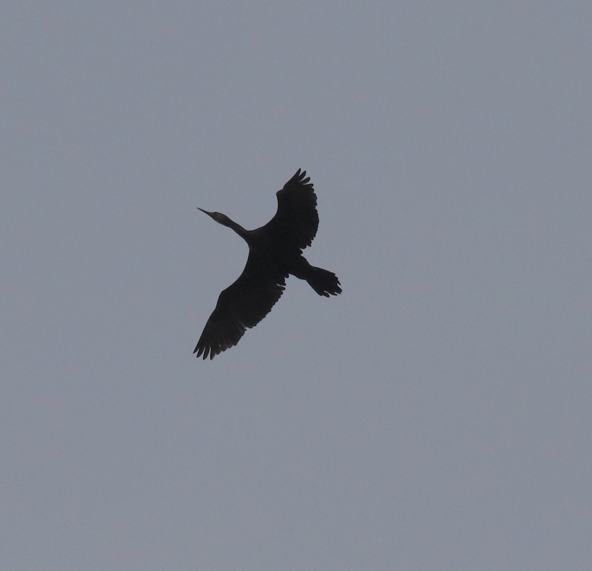Indian Cormorant - Praveen Chavan