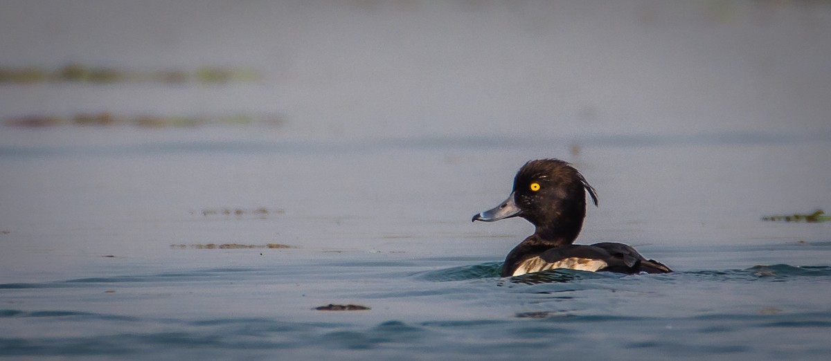 Tufted Duck - ML348211221
