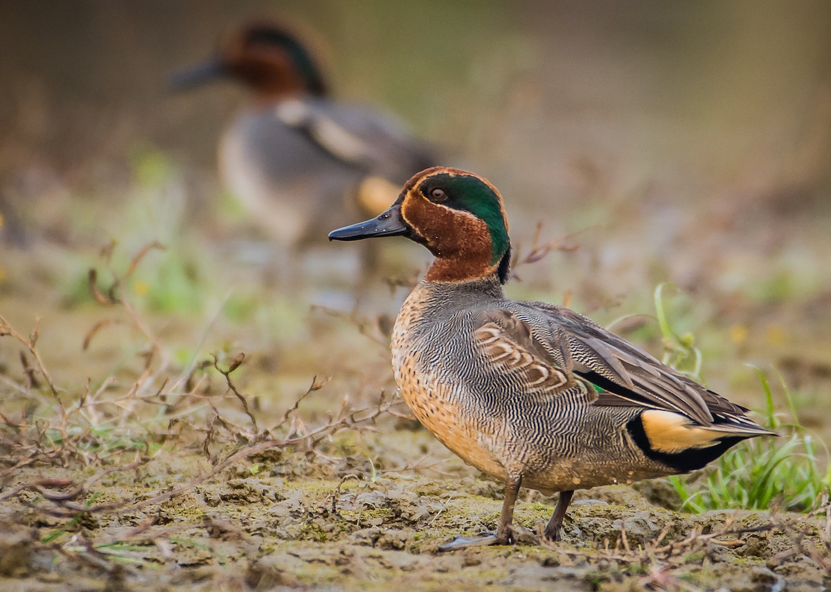 Green-winged Teal - ML348211491