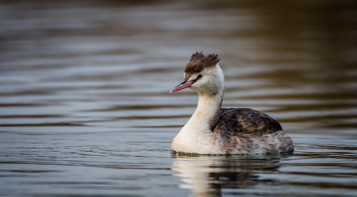 Great Crested Grebe - ML348211811