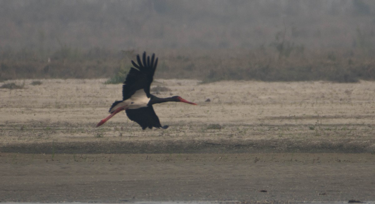 Black Stork - Arunava Bhattacharjee
