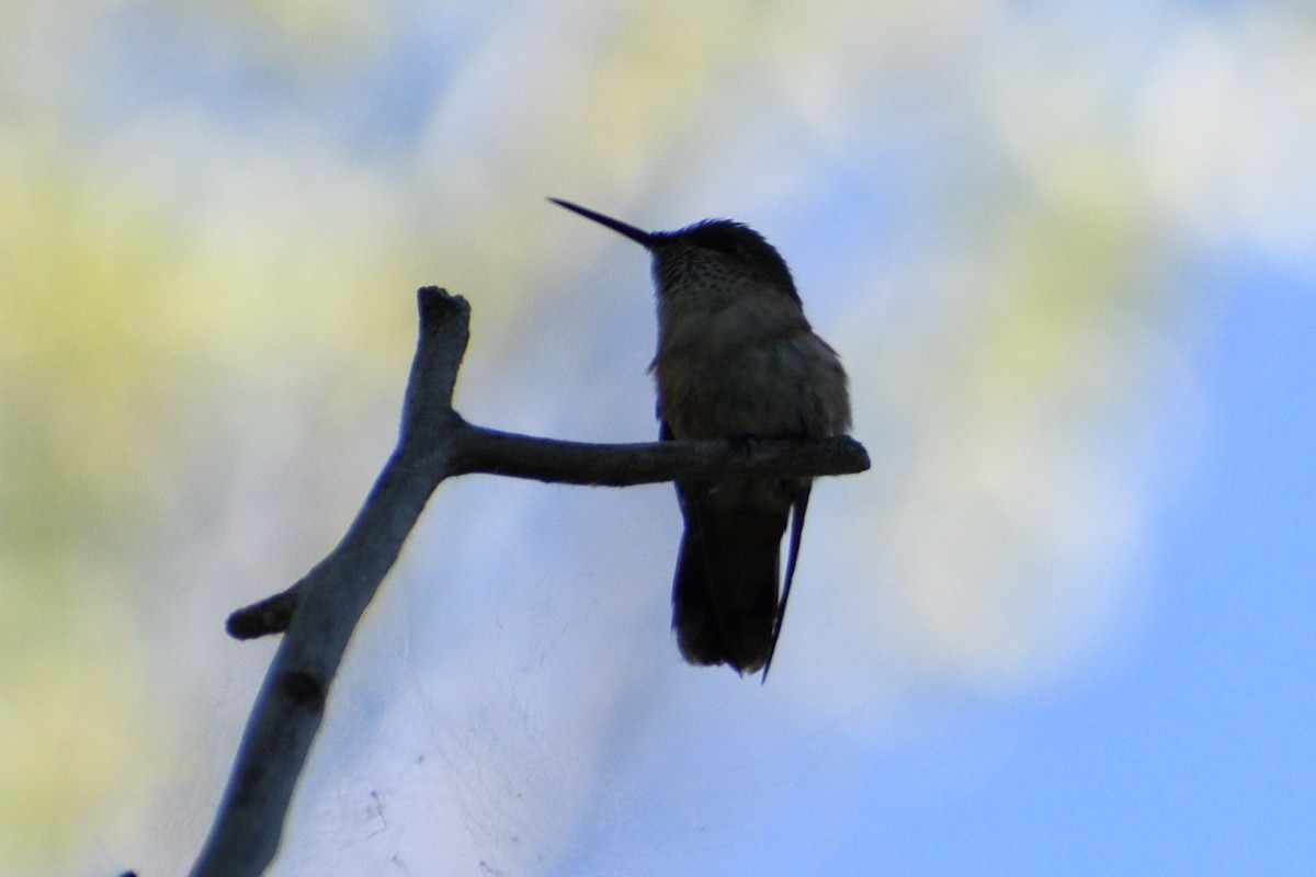 Calliope Hummingbird - Carl Stein