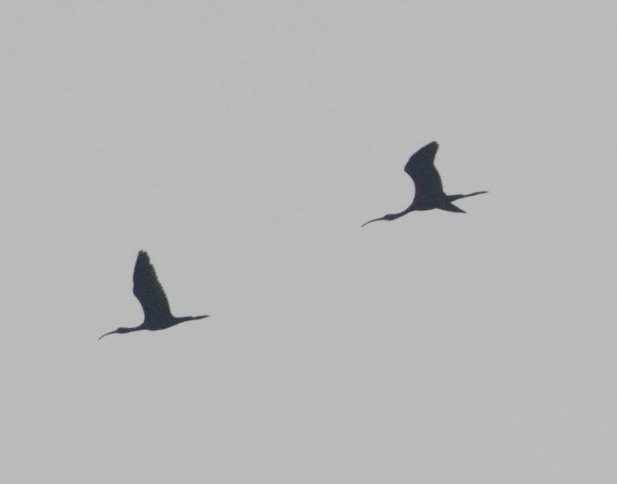 ibis hnědý - ML348214401