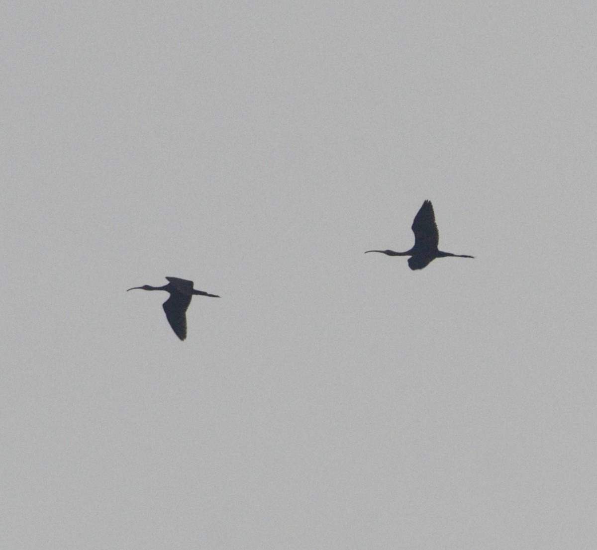 ibis hnědý - ML348214411
