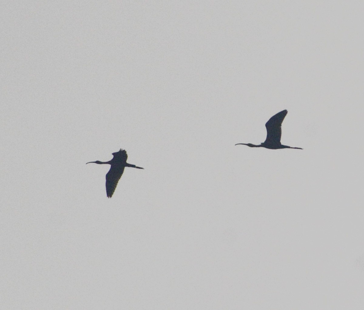 ibis hnědý - ML348214421