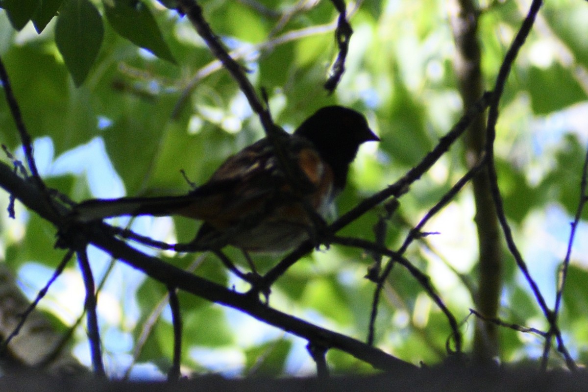 Spotted Towhee - ML348214701