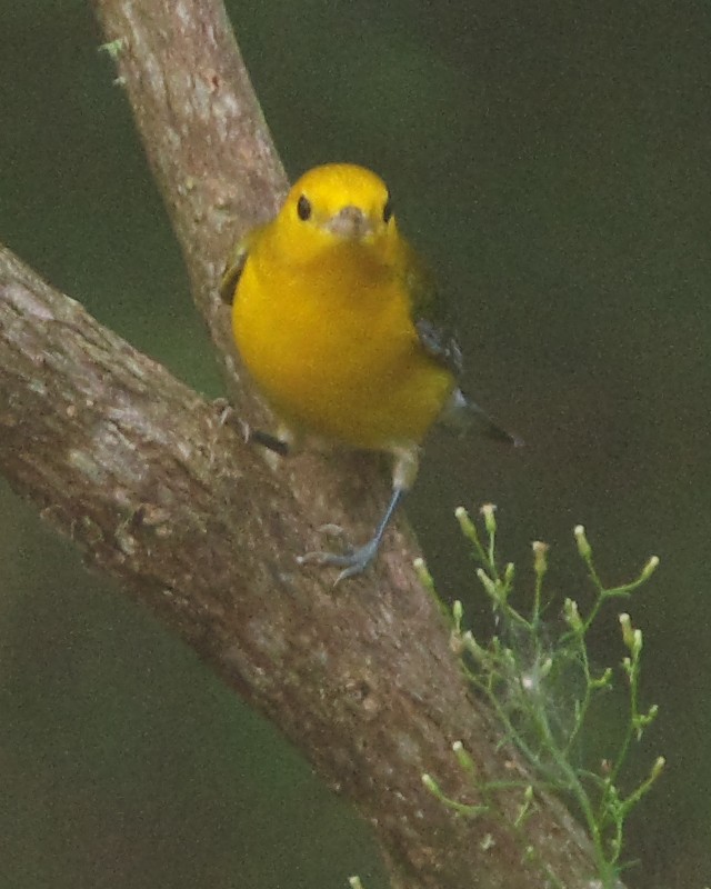 Prothonotary Warbler - ML34821481