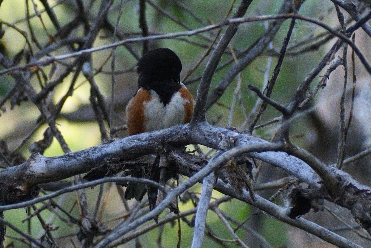 Spotted Towhee - ML348214831