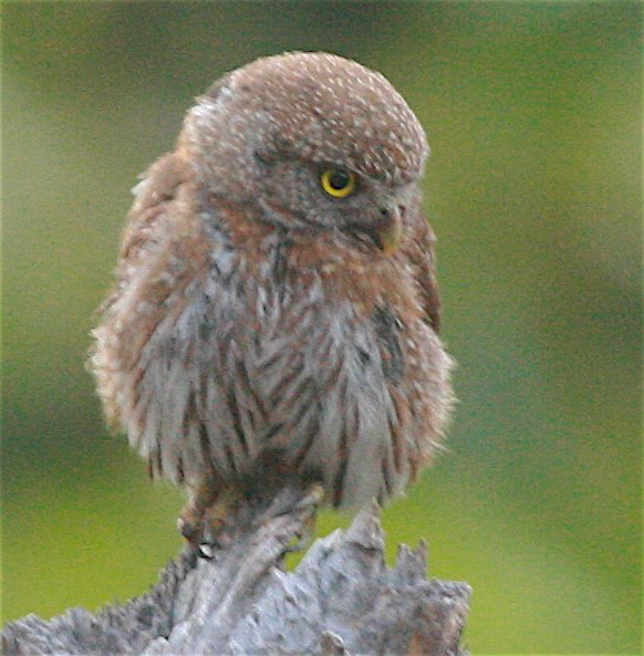Northern Pygmy-Owl - ML348217431