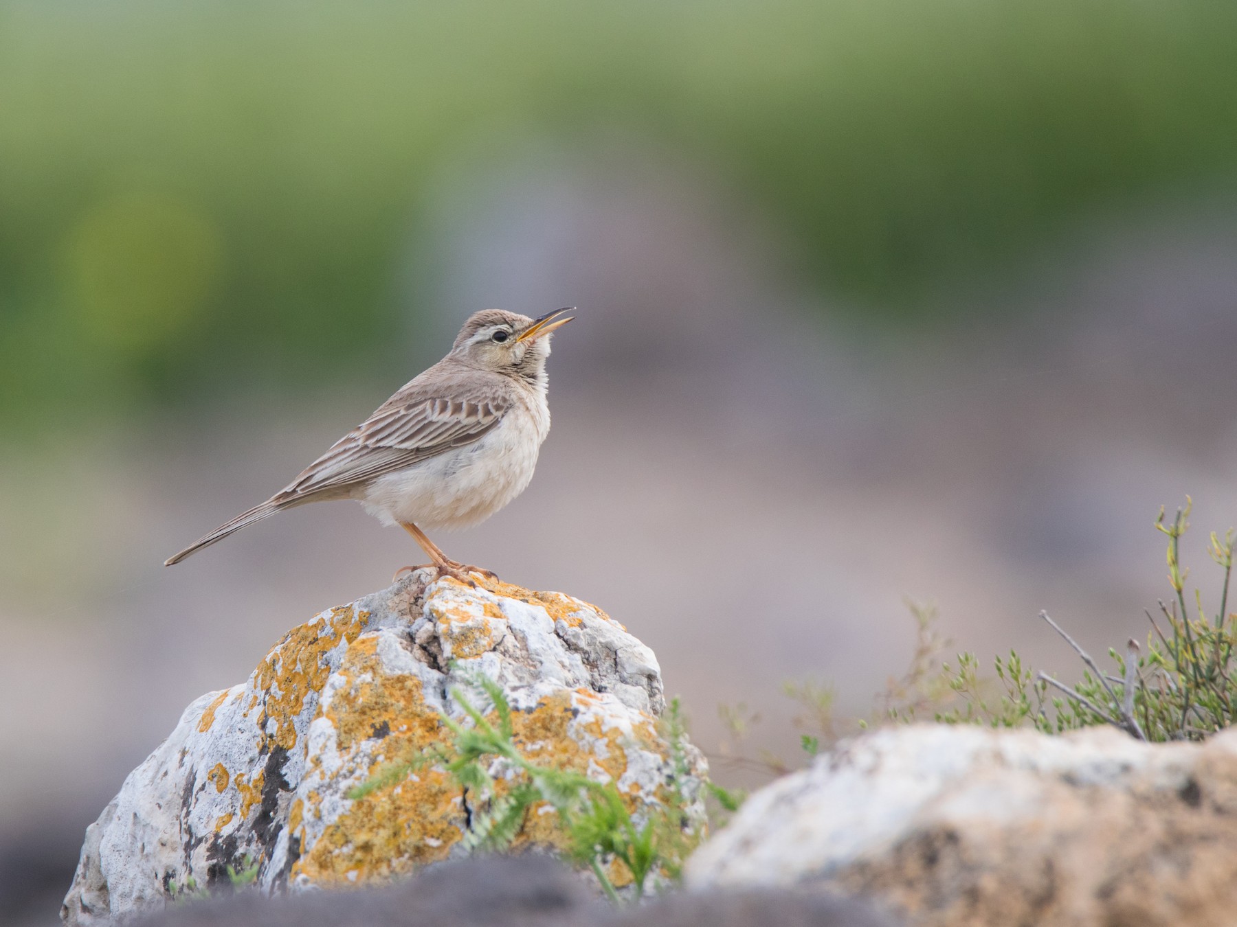 Long-billed Pipit - Oree Efroni Naor