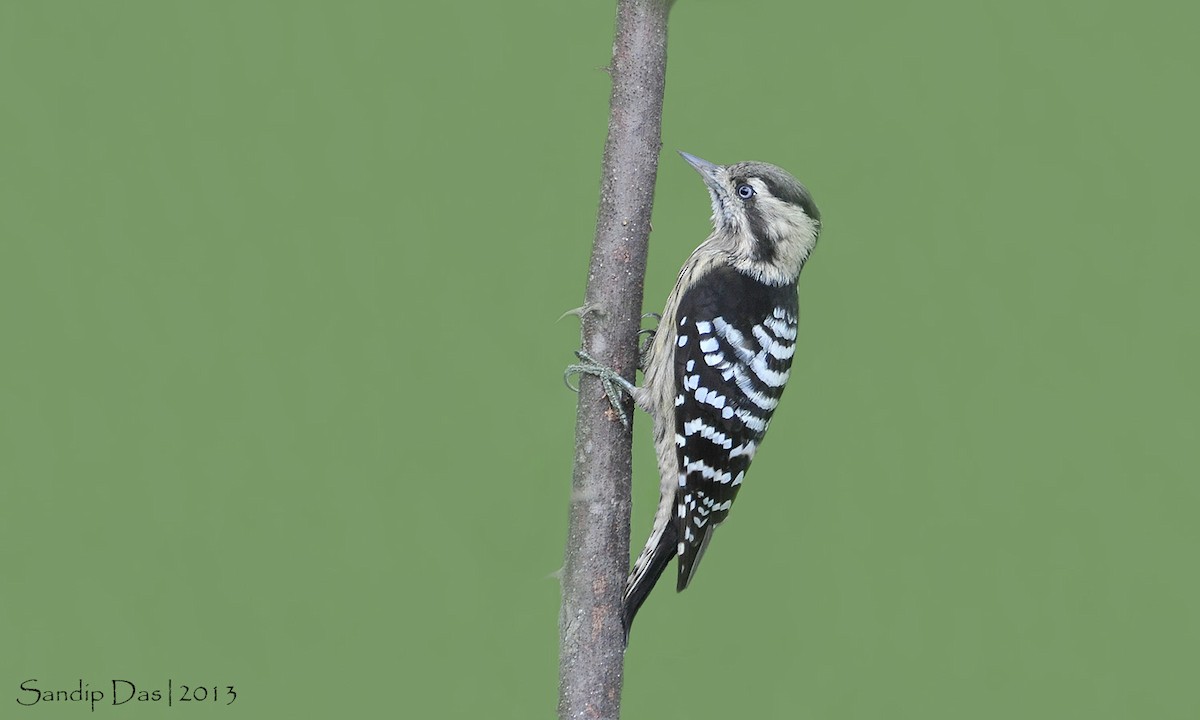 Gray-capped Pygmy Woodpecker - ML348220191
