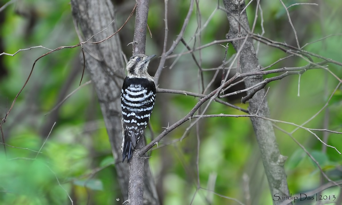 Gray-capped Pygmy Woodpecker - ML348220241