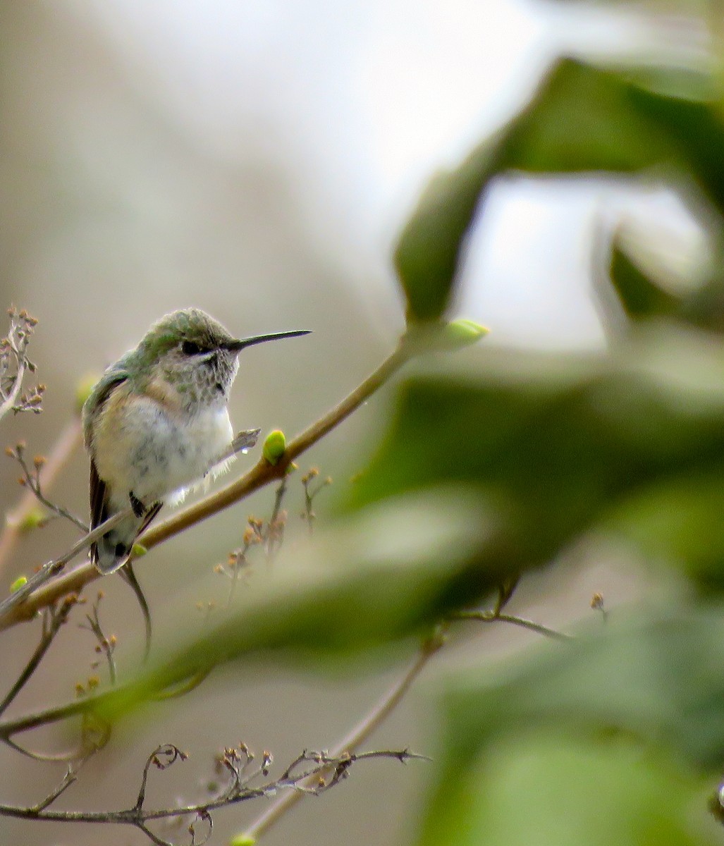 Calliope Hummingbird - ML348223701