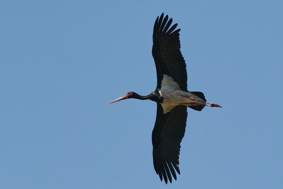 Black Stork - Miguel Rouco