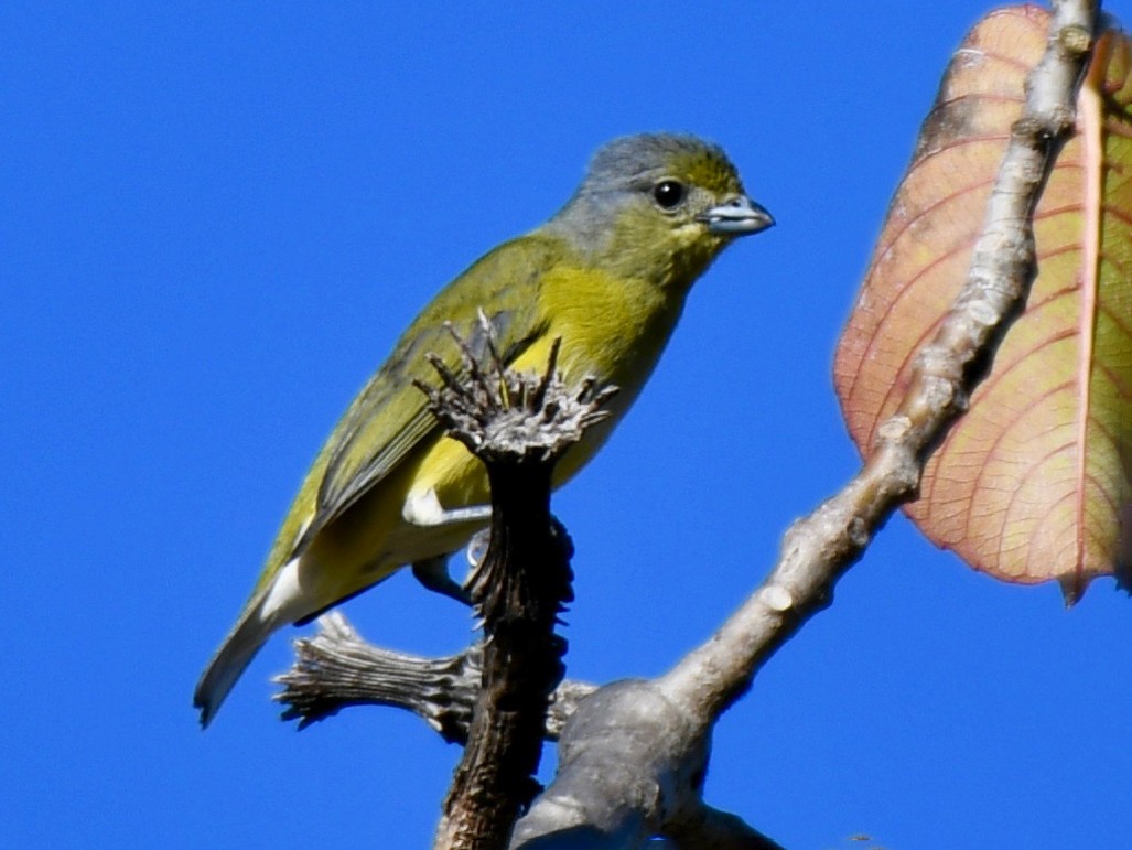 West Mexican Euphonia - David  Campbell