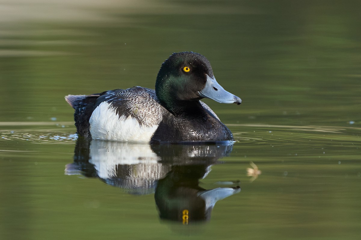 Greater/Lesser Scaup - ML348235971