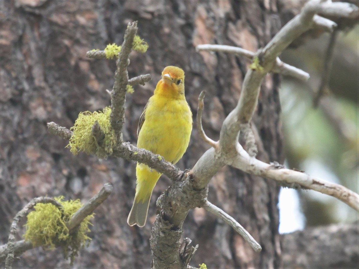 Western Tanager - ML348237491