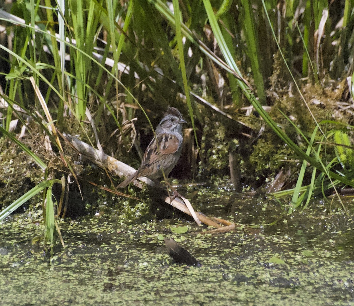 Swamp Sparrow - Andy Plimer