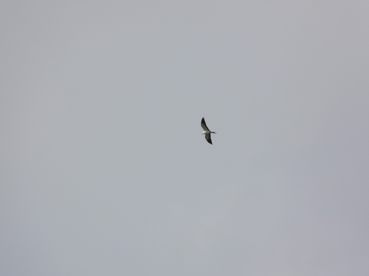 Swallow-tailed Kite - ML348239051
