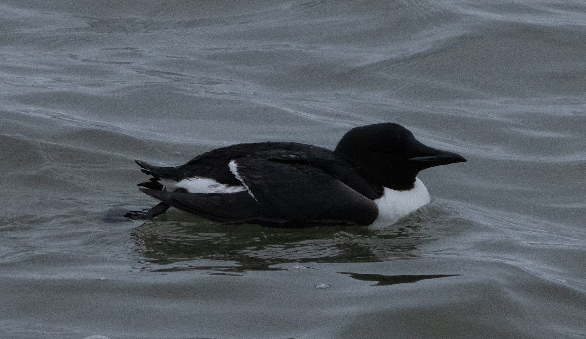 Thick-billed Murre - Liam Huber