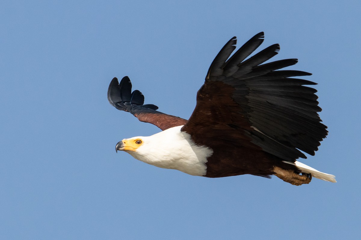 African Fish-Eagle - ML348243821