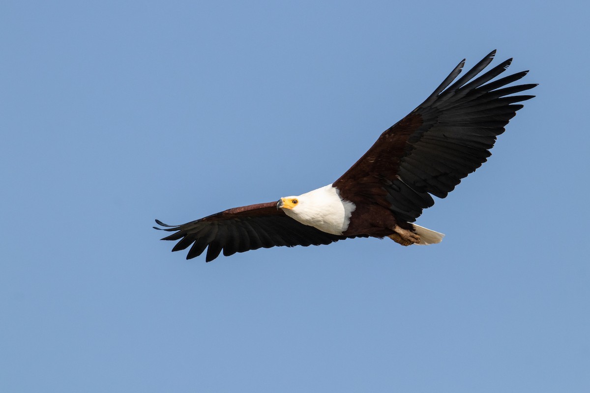 African Fish-Eagle - ML348243861