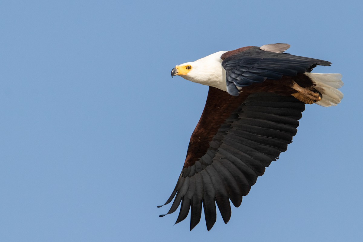 African Fish-Eagle - ML348243951