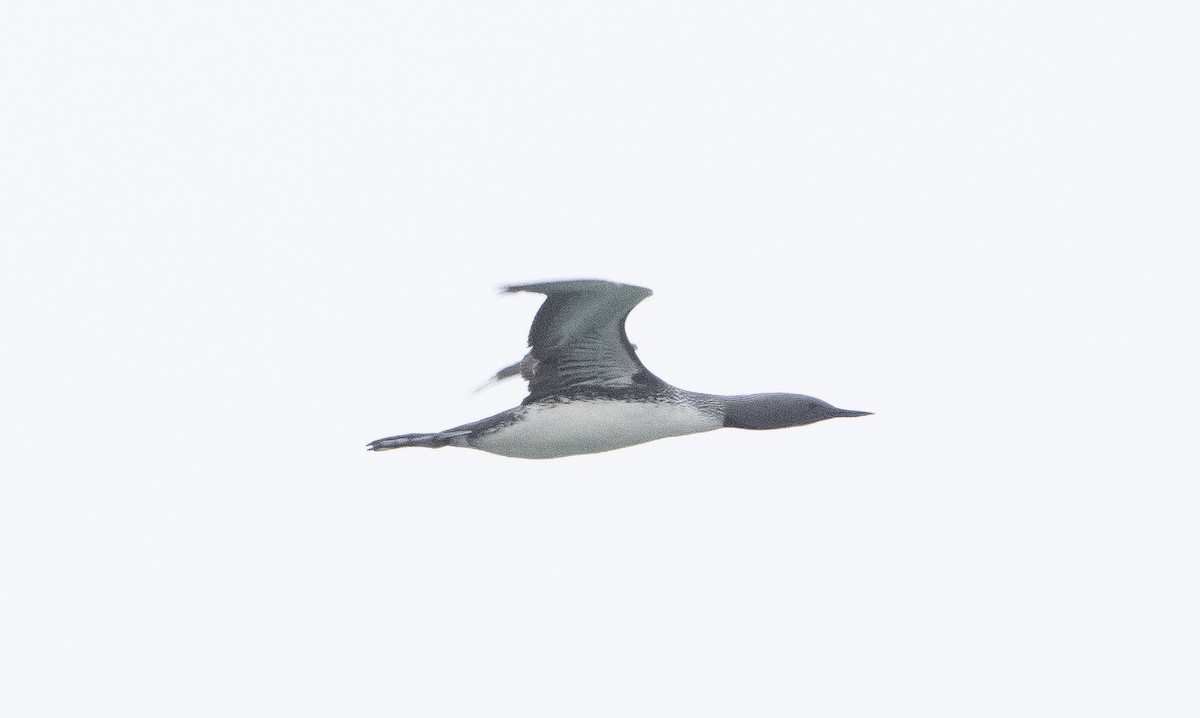Red-throated Loon - ML348244351