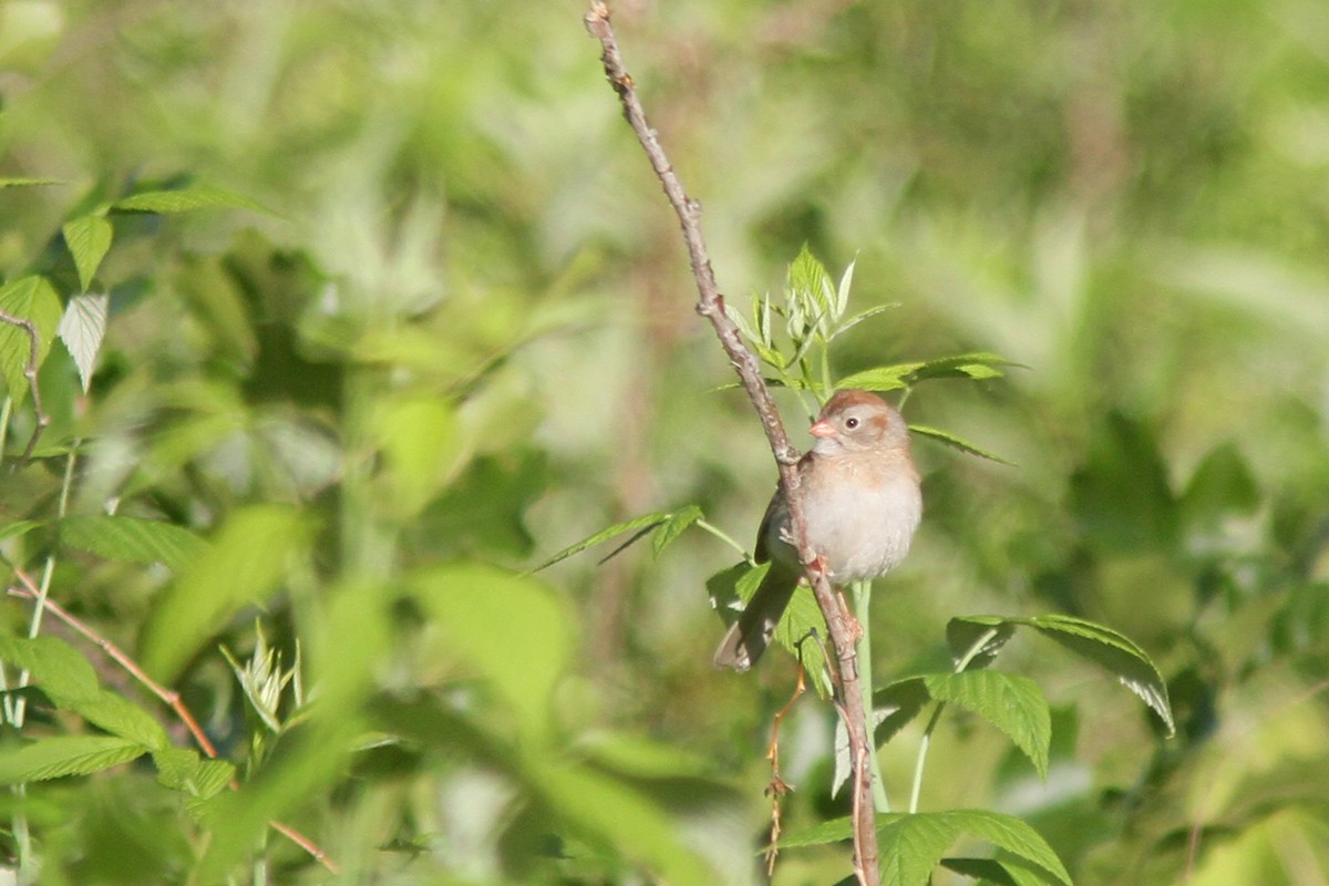 Field Sparrow - ML348245311