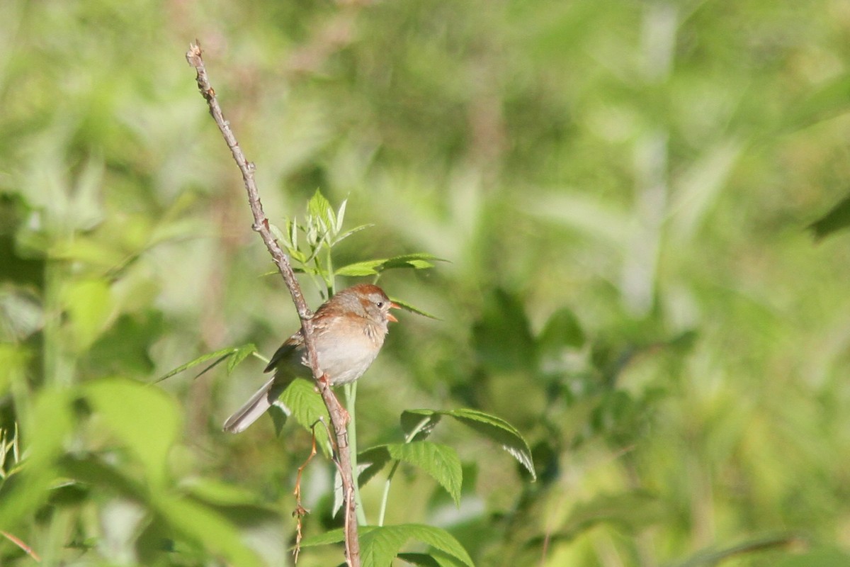 Field Sparrow - ML348245321