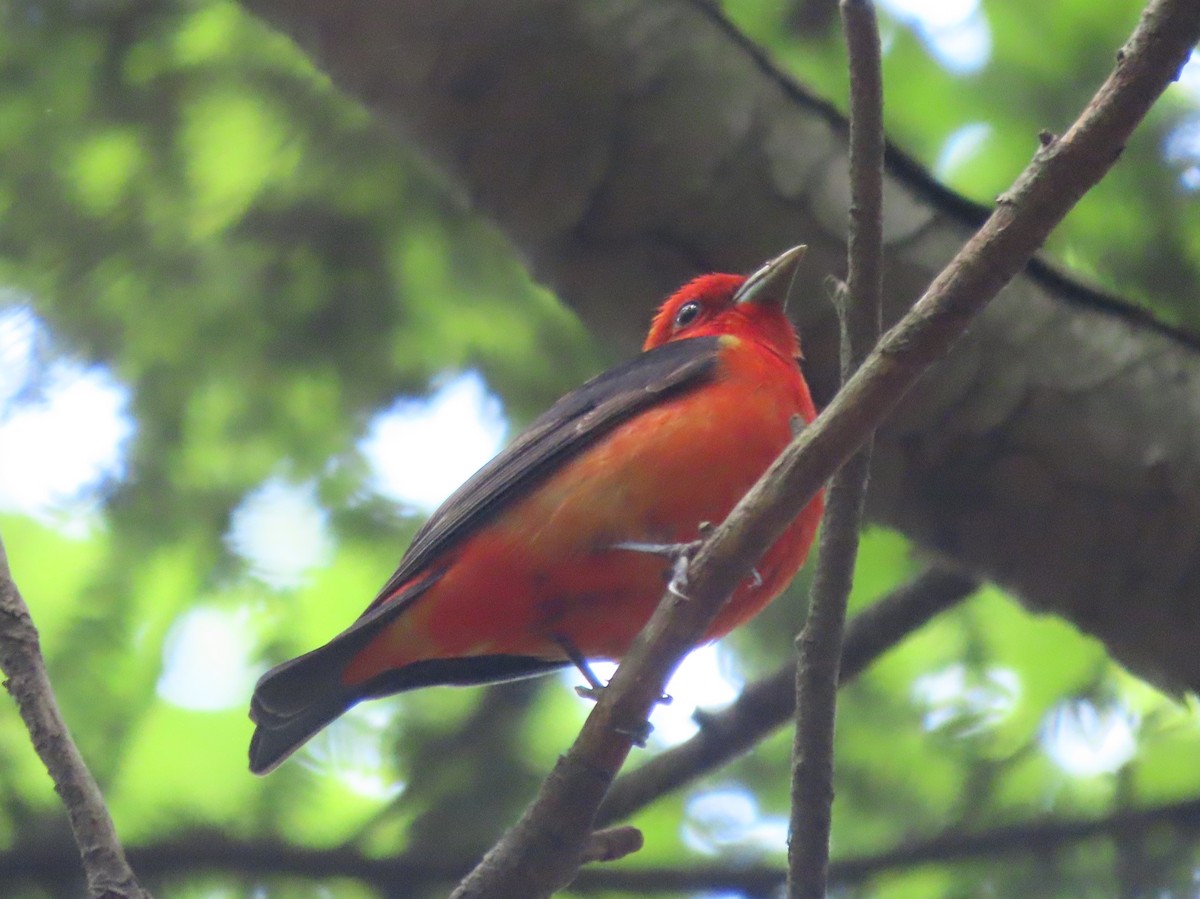 Scarlet Tanager - ML348246861