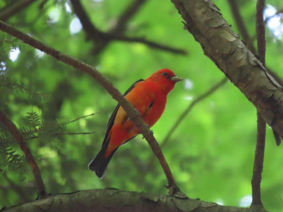 Scarlet Tanager - ML348247031