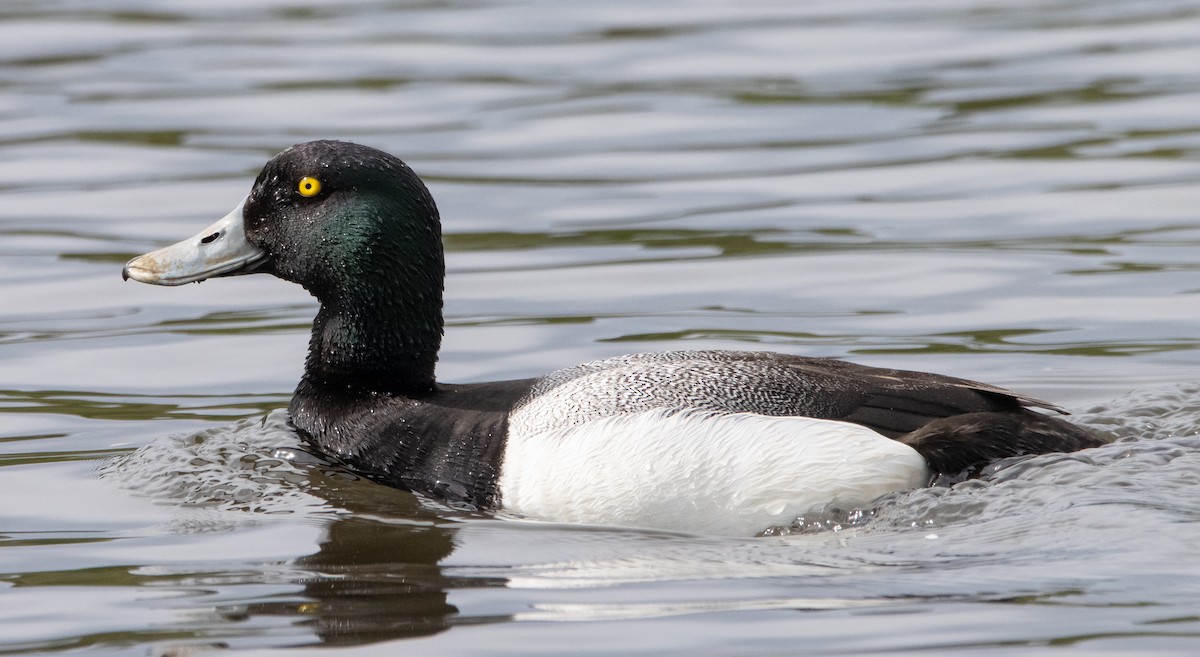 Greater Scaup - ML348254561
