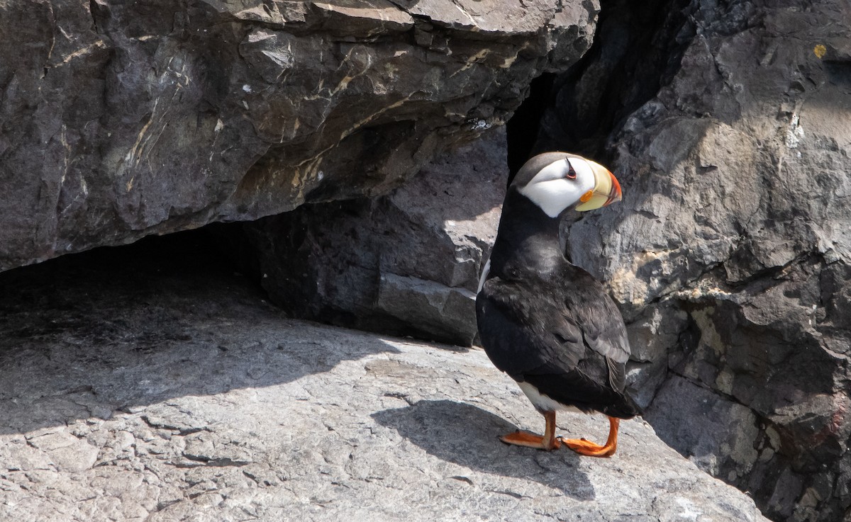 Horned Puffin - ML348260011