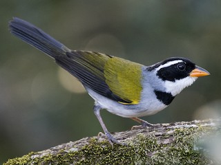  - Saffron-billed Sparrow