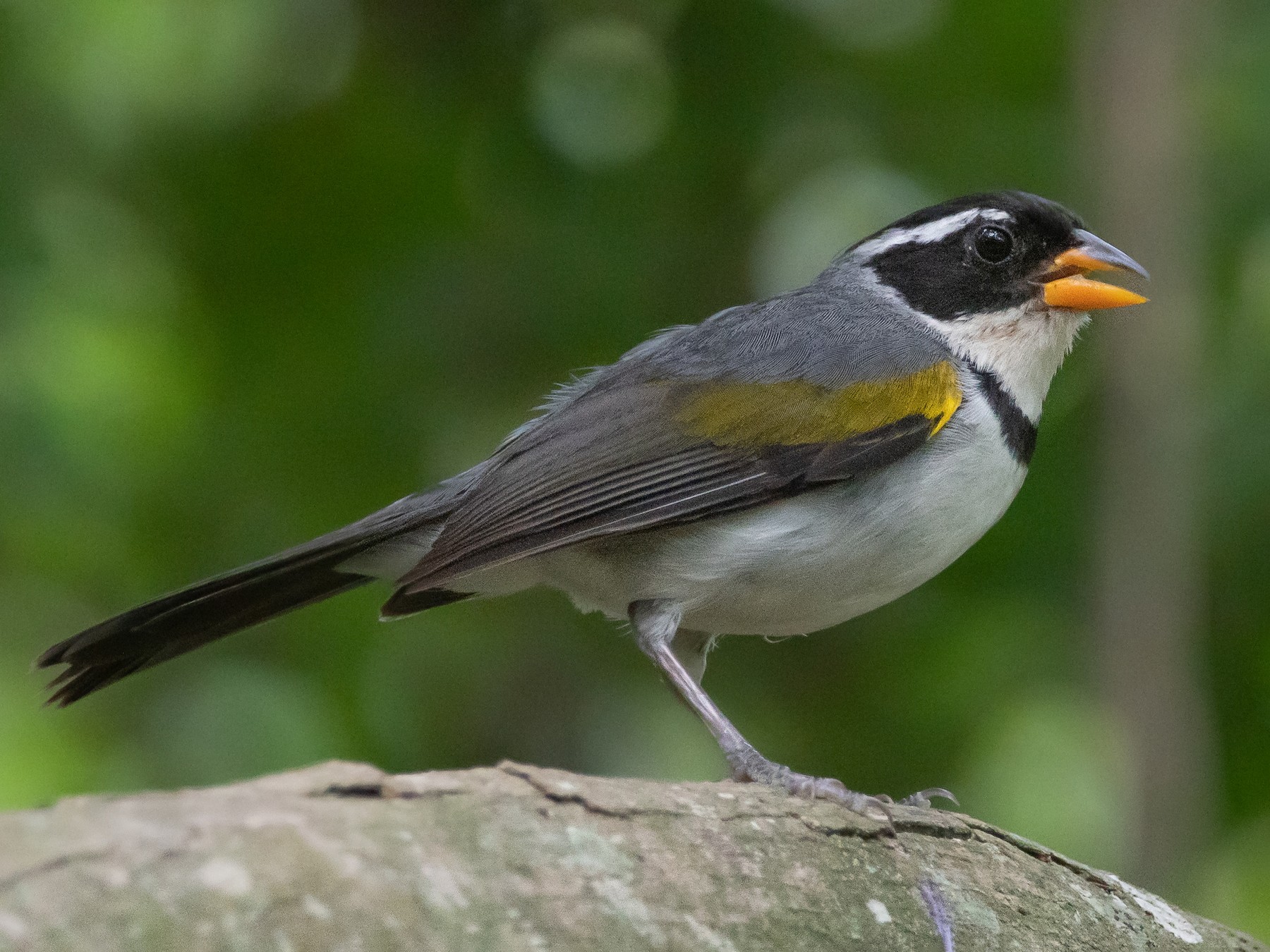 Saffron-billed Sparrow - Pablo Re