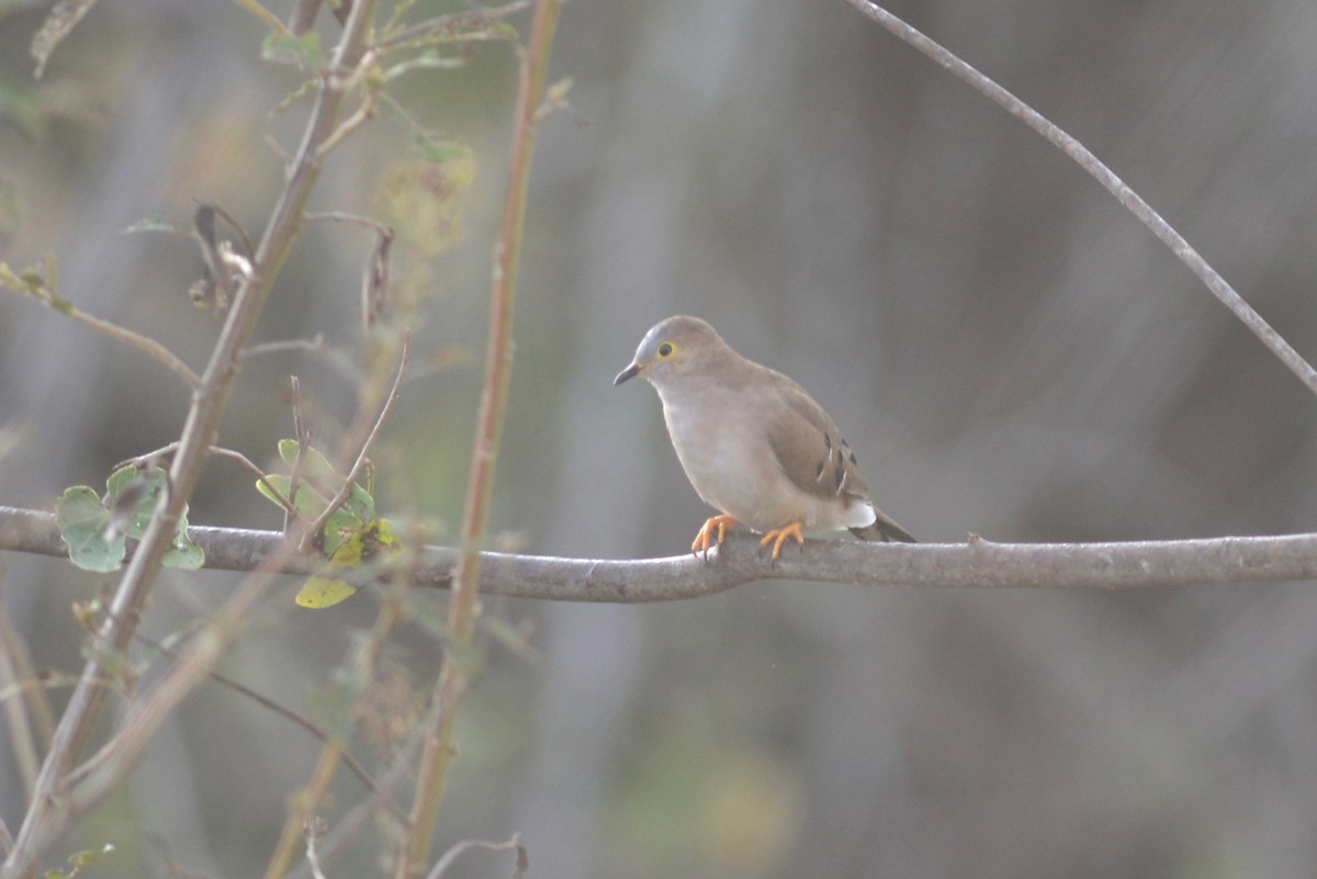 Long-tailed Ground Dove - ML348265141