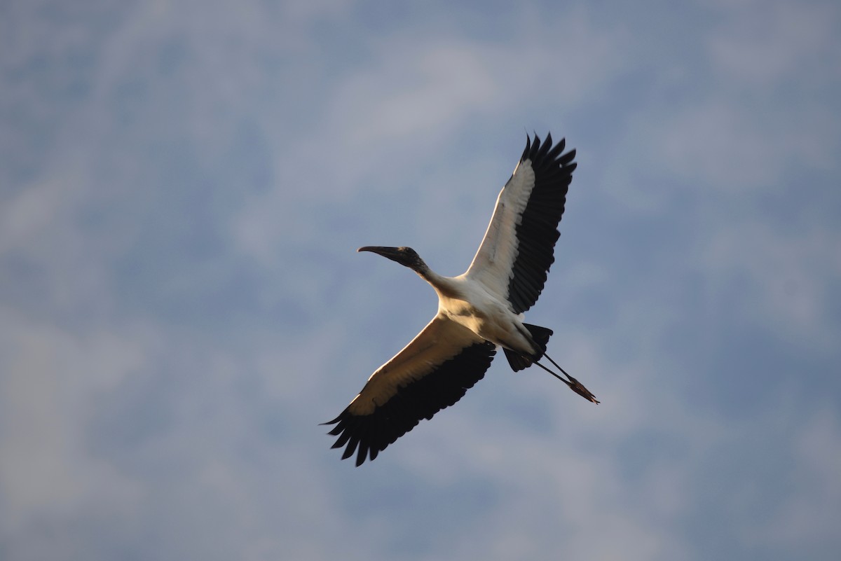 Wood Stork - Ben Phalan