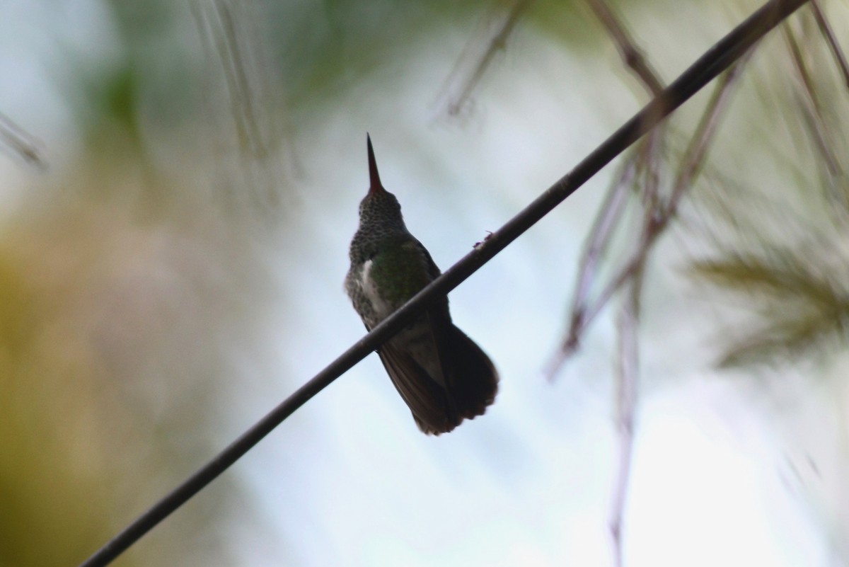 kolibřík zrcadlový - ML348268141
