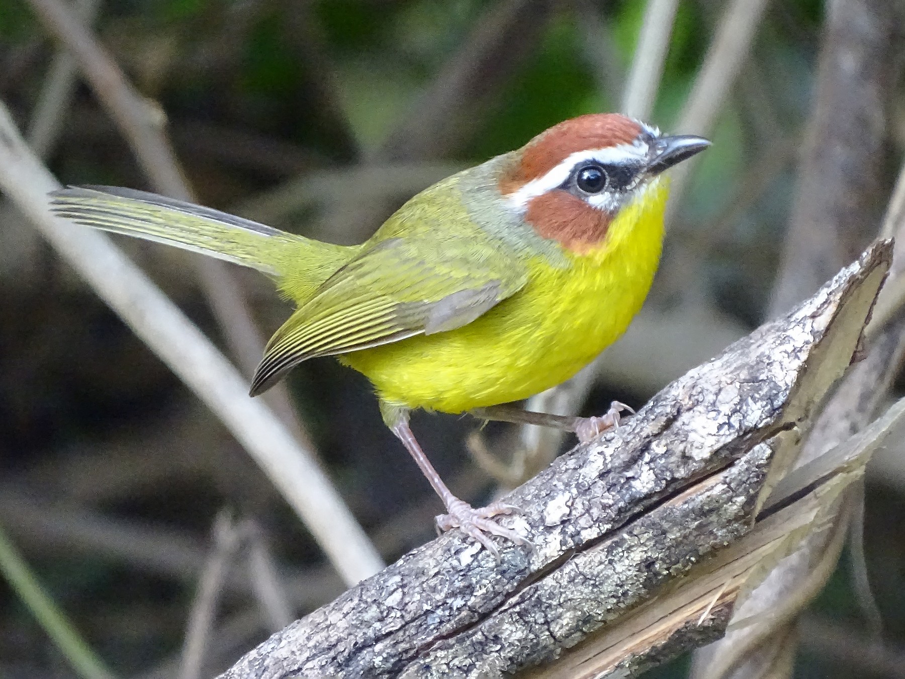 Chestnut-capped Warbler - Alfonso Auerbach
