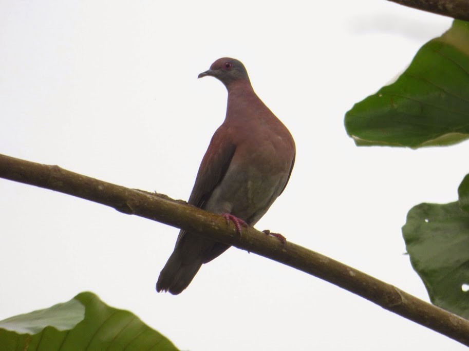 Pale-vented Pigeon - Diego Rocha Lopez