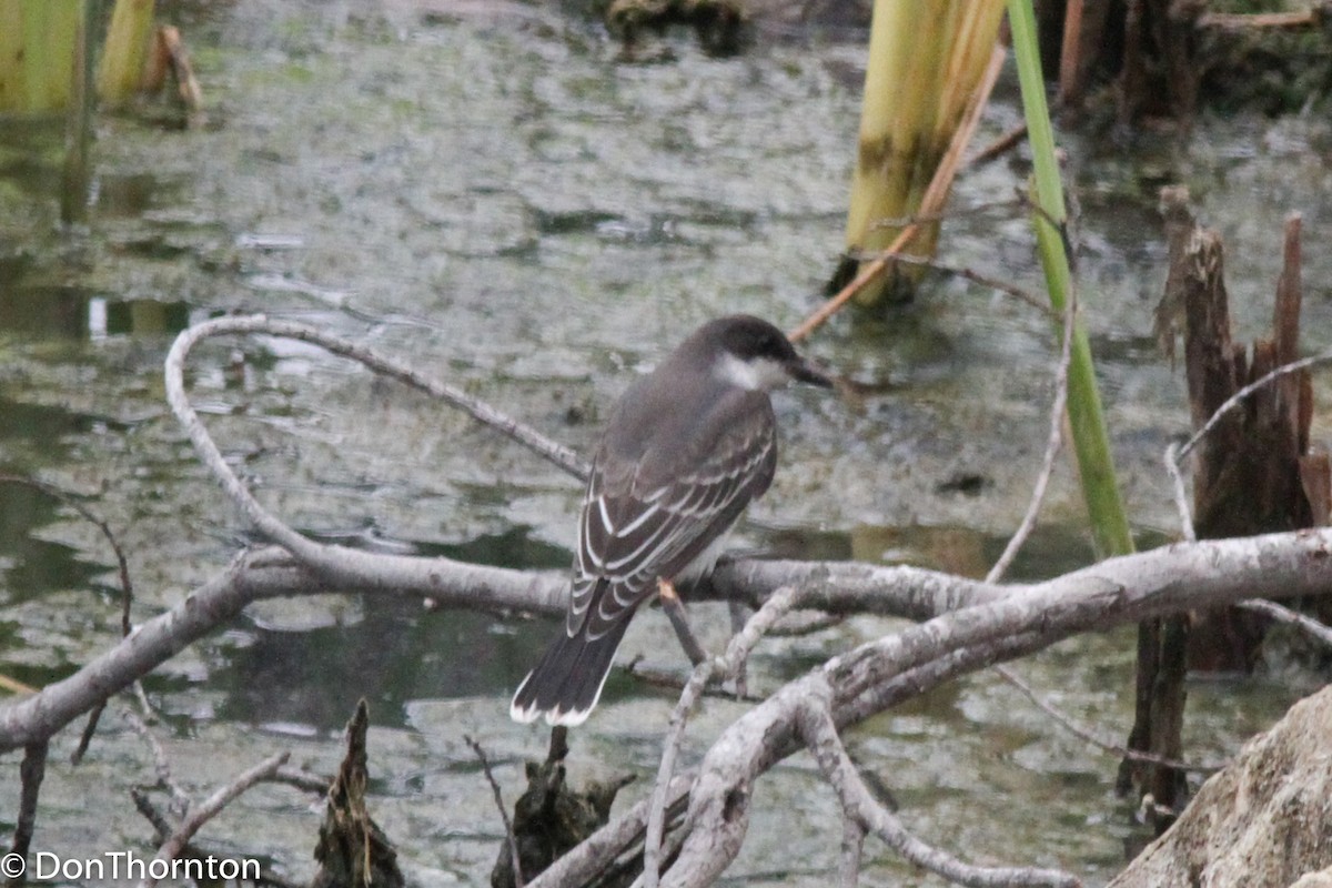 Eastern Kingbird - margeNdon thornton