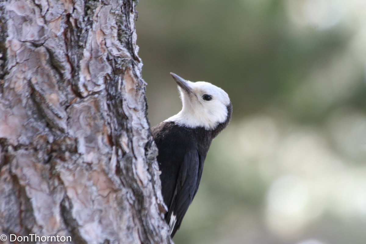 White-headed Woodpecker - ML348279921