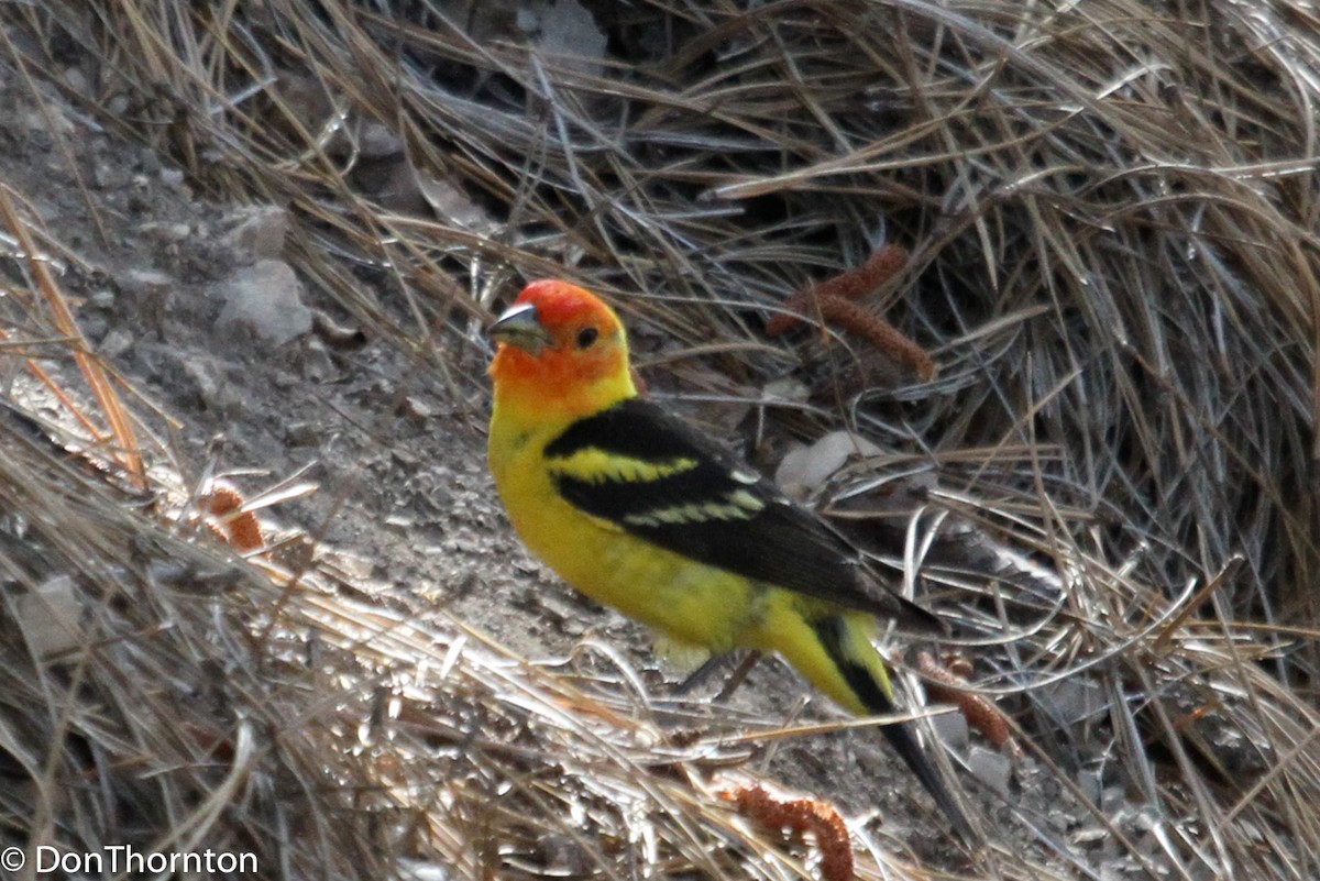 Western Tanager - ML348280011