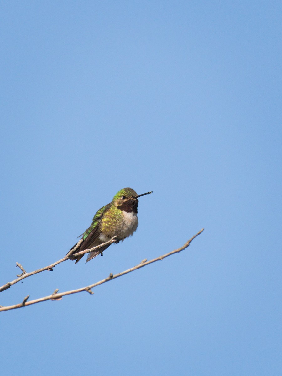 Broad-tailed Hummingbird - ML348291311